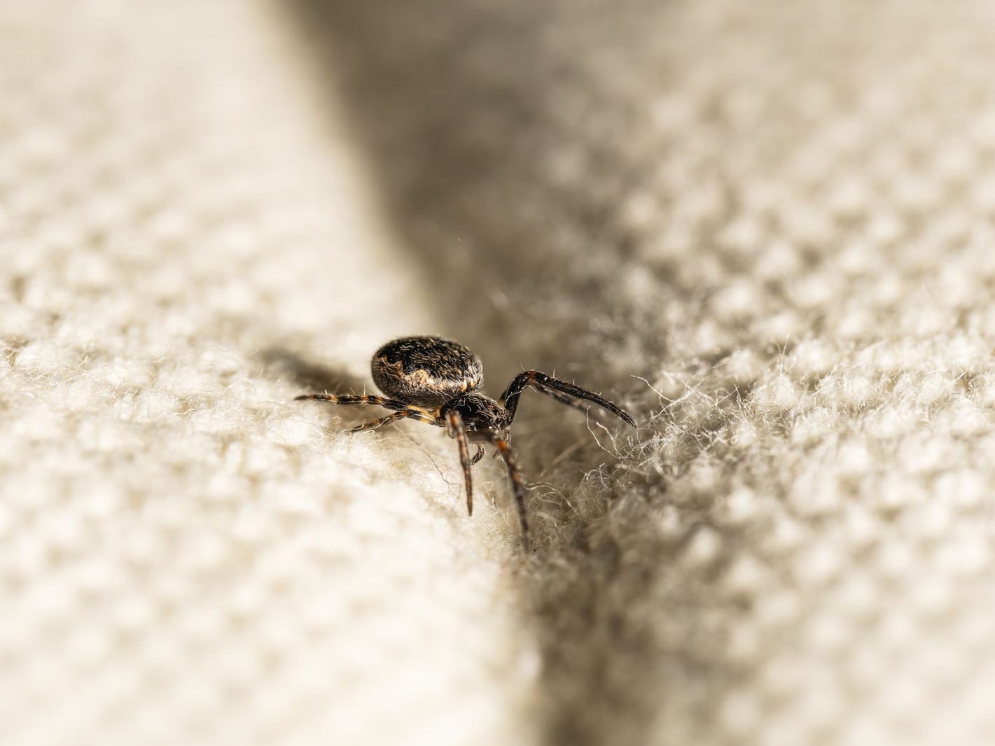 Spider Control